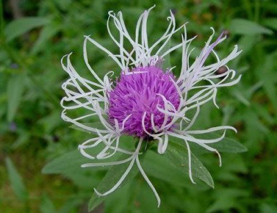Centaurea_jacea_Annette.jpg