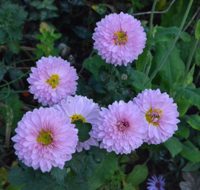Chrysanthemum-Brautstrauß.18-2.jpg