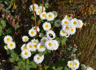 Chrysanthemum-Poesie.18-1.jpg