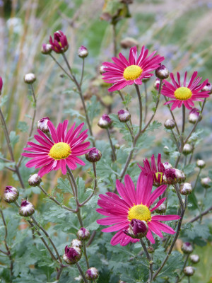 2018-10-20 Chrysanthemum 'Ahlemer Rote' 1.jpg
