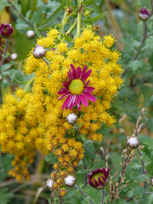 2018-10-20 Chrysanthemum 'Ahlemer Rote' 3.jpg