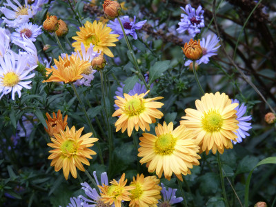 2018-10-20 Chrysanthemum 'Herbstbronze'.jpg