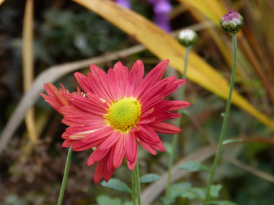 2018-10-20 Chrysanthemum 'Rotfuchs'.jpg
