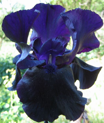 Iris_Dusky_Dancer_20070506.jpg