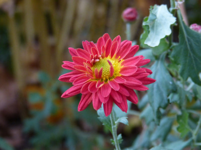 2018-10-20 Chrysanthemum 'Rumpelstilzchen'.jpg