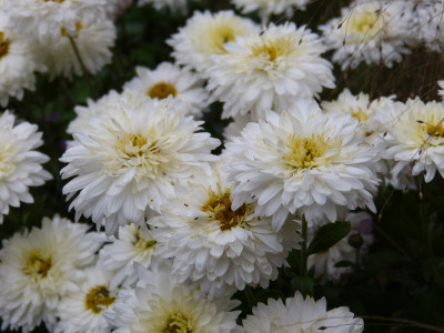 2018-10-20 Chrysanthemum 'Schneesturm' 2.jpg