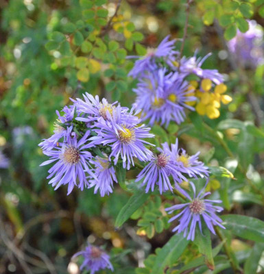 Aster-Sämling-lila.18-1.jpg