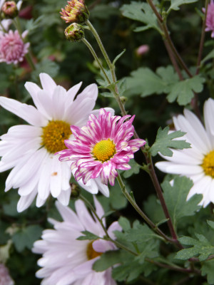 2018-10-20 Chrysanthemum 'Stolze von Berlin'.jpg