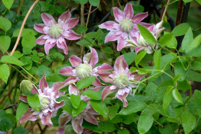 C-Josephine-070507-k.jpg