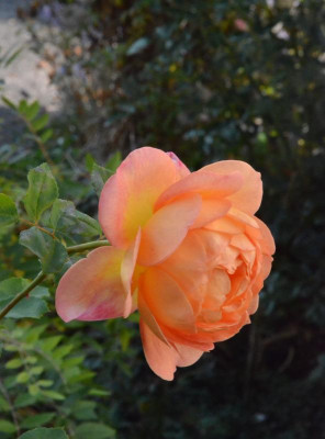 Rose-LadyOfShalott.18-3.jpg
