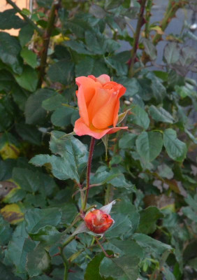 Rose-Westerland.18-6.jpg