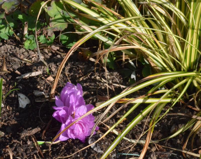 Colchicum-Waterlily.18-1.jpg