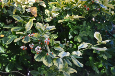 Euonymus_fortunei-EmeraldGold.18-2.jpg