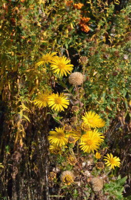 Chrysopsis_speciosa.18-2.jpg
