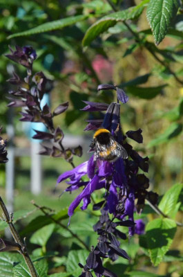 Salvia-Amistad.18-7.jpg