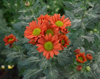 Chrysanthemum-kleinblütig-terra.18-1.jpg
