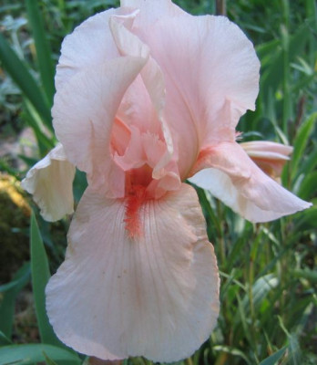 Iris_One_Desire_20070506.jpg