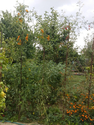 Tomate Sunvivam918.jpg