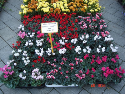 DSC05515.JPG