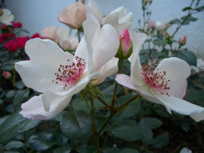 k-CIMG0929.JPG