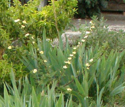 rosa_ecae_habitus_2007-04-14.jpg