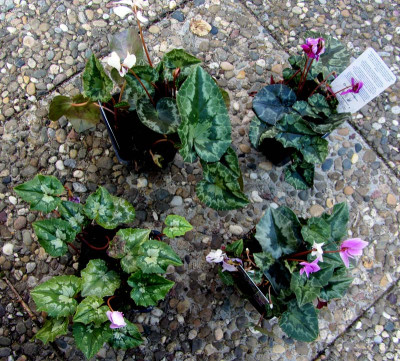 4_Cyclamen.jpg