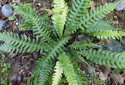 Blechnum mochaenum ...  20.10.18 001.jpg