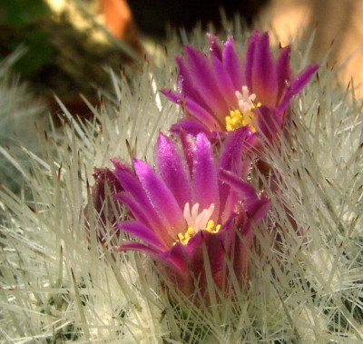 Mammillaria_spec.jpg