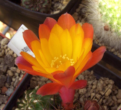 Sulcurebutia_07-01.jpg