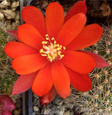 Sulcurebutia_07-02.jpg
