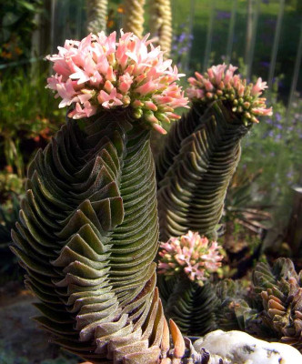 Crassula_Buddhas_Temple.jpg