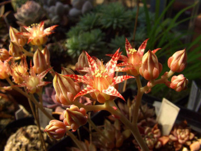 Graptopetalum_filiferum_07-01.jpg