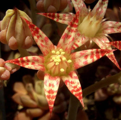 Graptopetalum_filiferum_07-02.jpg