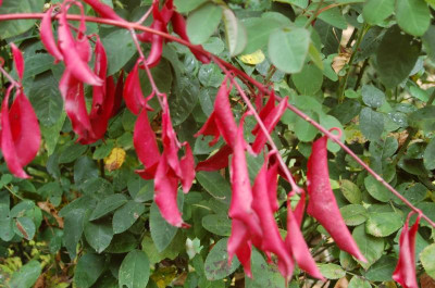 Euonymus grandiflora 'Red Wine'.jpg