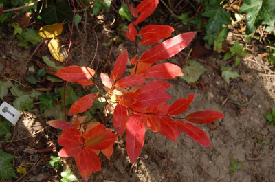 Lindera angustifolia.jpg