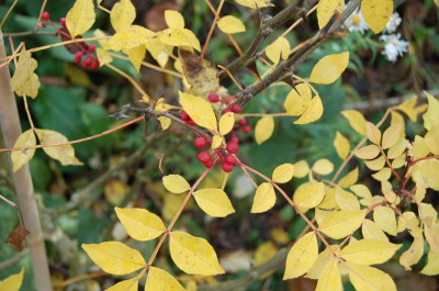 Zanthoxylum simulans.jpg