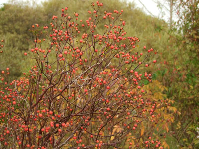21.10.2018 17-12-27_7549.jpg