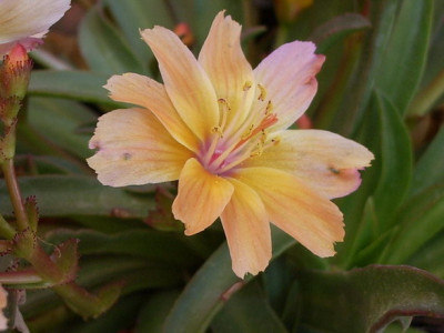 Lewisia_longipetala_Little_Peach.jpg