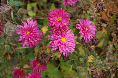 Chrysanthemum (1).jpg