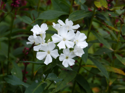 2018-10-20 Phlox.jpg