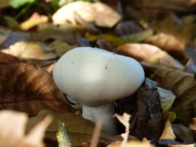 2018-10-21 Pilz.jpg