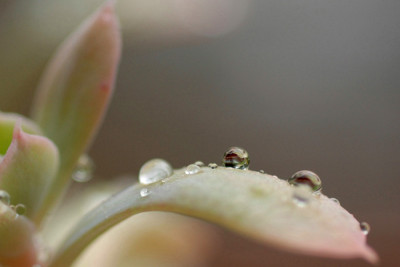 Echeveria-Tropfen-1-k.jpg