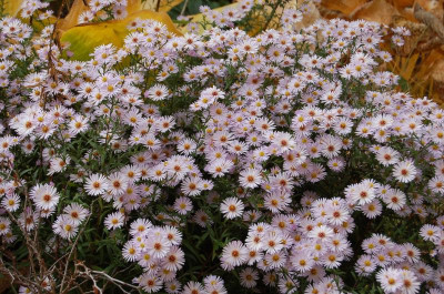 Aster weiß.jpg
