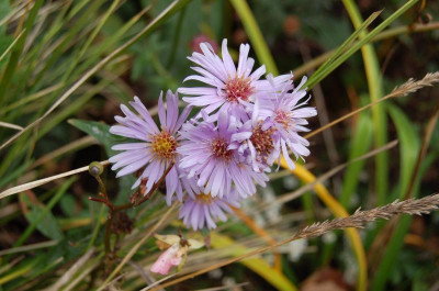 Sämling rosa.jpg