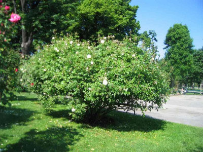 volksgartenschneewitt2.jpg