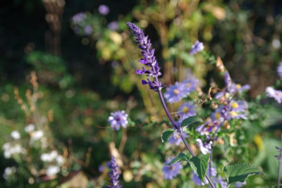 IMGP2682.JPG