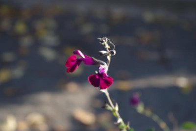 IMGP2693.JPG
