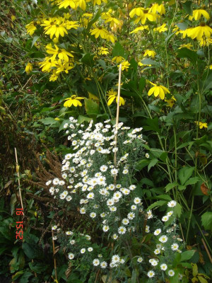 DSC05505.JPG