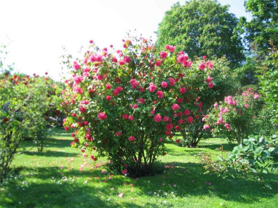 volksgartenpink.jpg