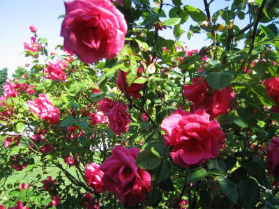volksgartenpinkblueten.jpg